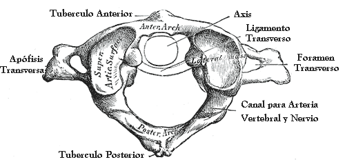 Anatomía de la espalda humana. Lesiones y patologías