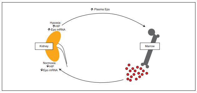 Figura 1. Fonte: Franklin Bunn, H. (2013). Erythropoietin. Cold Spring Harb Perspect Med. (3): a011619.