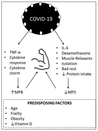 Figure 1. Effects of SARS-CoV-2 and the main factors for reducing muscle mass in COVID-19