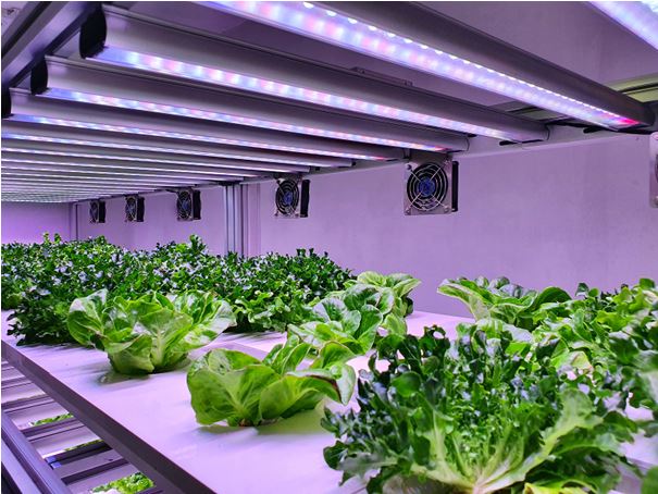 Image 1. Full-spectrum LED lights, mimicking natural sunlight, are preferred for balanced plant growth