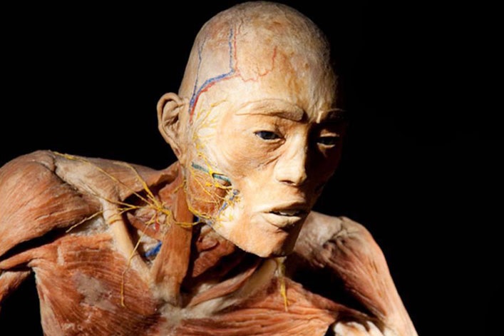 Figura 1. A plastinação em conjunto com outras técnicas é utilizada para ensinar anatomia e também para exposição em museu