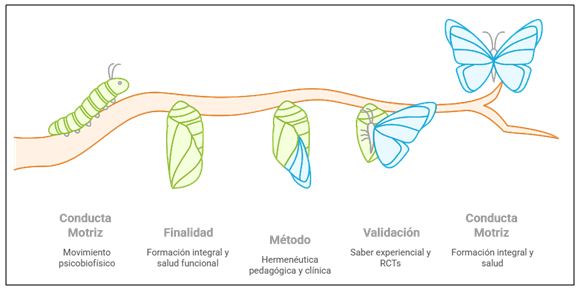 Figura 3. Evolución de la conducta motriz